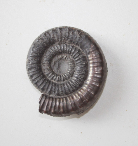 Fossile ammonite toarcien - ammonite,