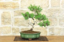 Bonsaï Pin d'Alep (8)