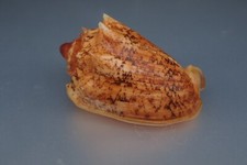 12 - Sea shells -Cymbiola chrysostoma - Indonesie -  65.3 mm