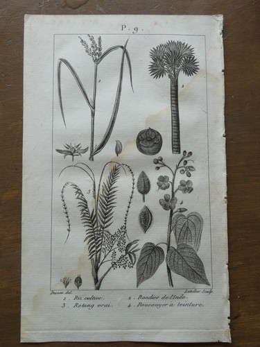 Gravure ancienne botanique - ancienne,