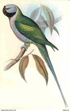 Animaux - Oiseaux - Paleornis Derbianus - Dessin de John Gould - CPM - Voir Scan