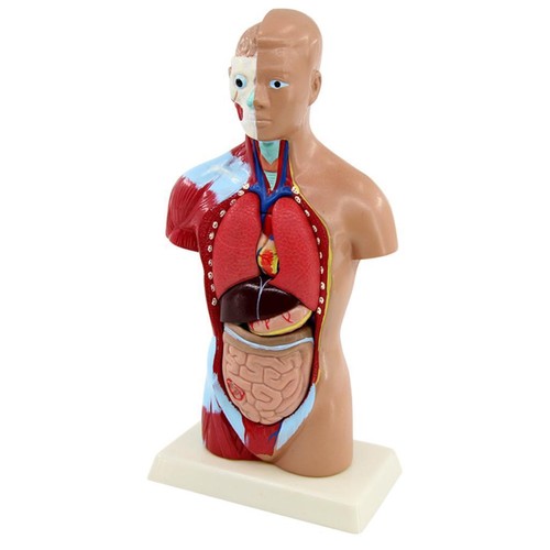 27cm anatomique humain torse - 27cm,