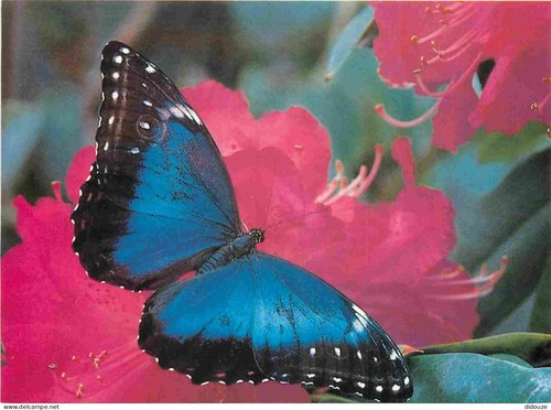 Carte postale animaux - postale,