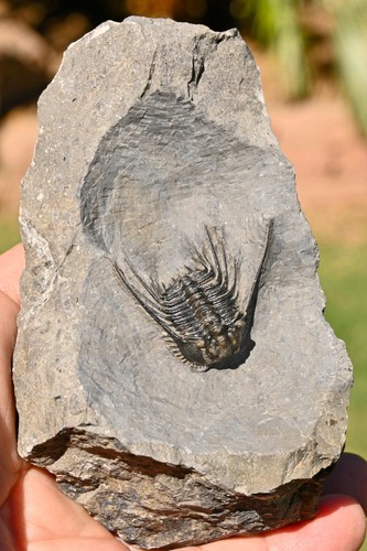 Trilobite fossil leonaspis - fossil,,
