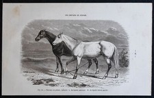 1882 - Chevaux en pâtures