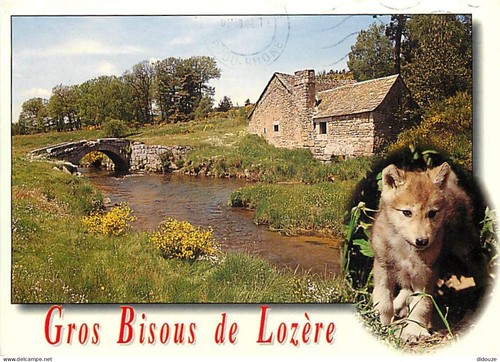 Carte postale animaux - -,