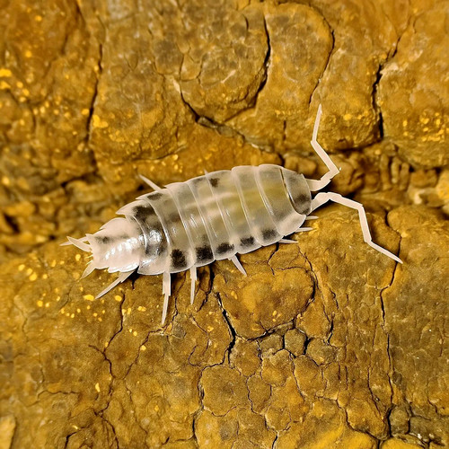 Porcellionides pruinosus oreo - pruinosus, 'oreo