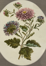 Les Chrysanthèmes – Fleur &