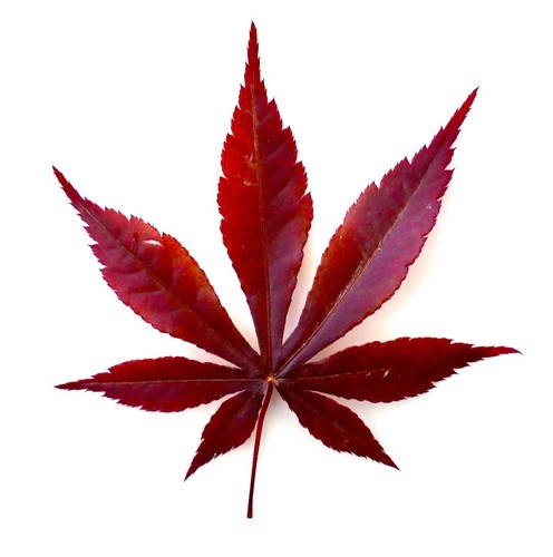 Acer palmatum atropurpureum - palmatum,