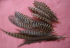 lot de 20 belles plumes de faisan naturel artisanat