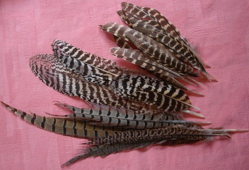 Lot belles plumes de - belles,