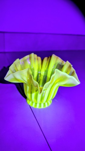 Tulipe ancienne ouraline - tulipe,