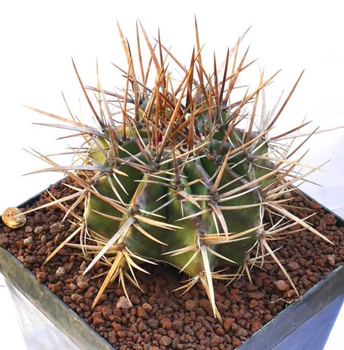 Echinocactus ingens cactus - ingens,