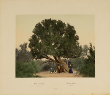 Egypte, Hammerschmidt, arbre