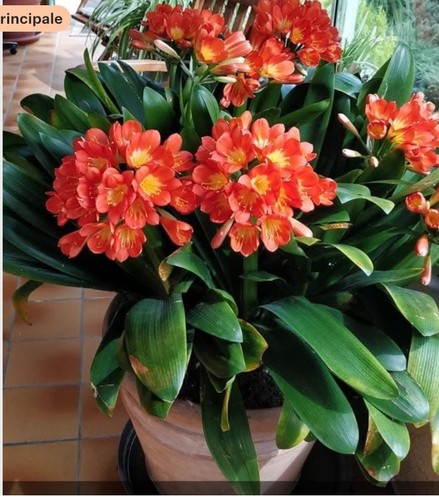 Clivia joseph 1 bouture - clivia,