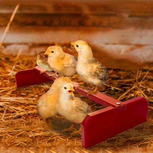 Chick perch strong poulet - chick,