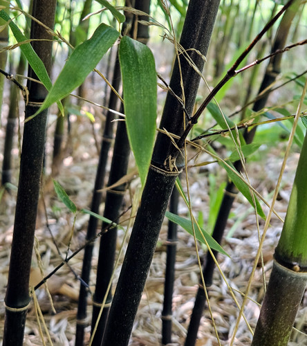 Black bamboo rhizomes - rhizomes, –