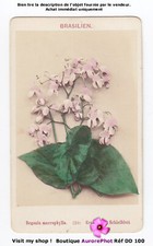 FLEURS, BÉGONIA MACROPHYLLA, BOTANIQUE, CDV LINDE à BERLIN & LONDRES-DD100