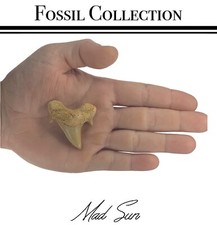 2 INCH OTODUS TOOTH REAL SHARK