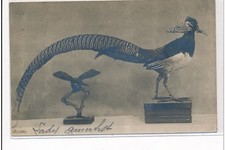 PARIS : oiseau empaillé