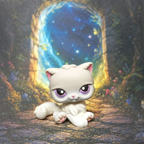 Chat persan 263 littlest - chat,