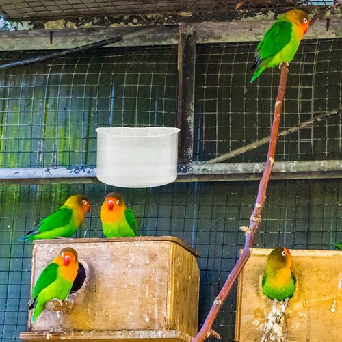8pcs tasses cage - 8pcs,