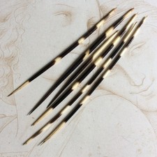 6 Epines de Porc épic