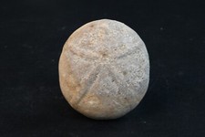 Oursin  fossile Echinolampas Burdigalensis Lutetien Gironde France 47g