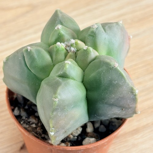 Astrophytum myriostigma nudum