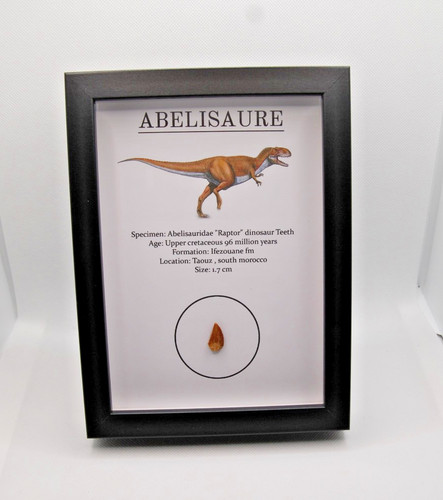 Veritable rare dent abelisaure - rare,