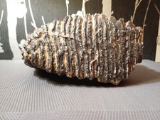 Fossile Dent Géante Primigénius De La Mer Du Nord 28cm