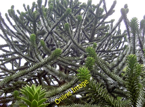 Photo 12x8 monkey puzzle - photo,