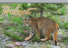 LEOPARD Animaux Vintage Carte