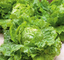 Graines de laitue iceberg des champs