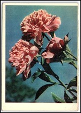 Carte postale photo vintage