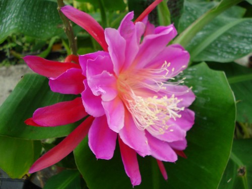 Epiphyllum rose - epiphyllum,