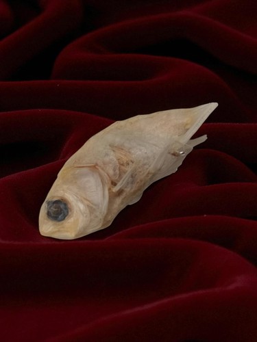 Petit poisson naturalisé