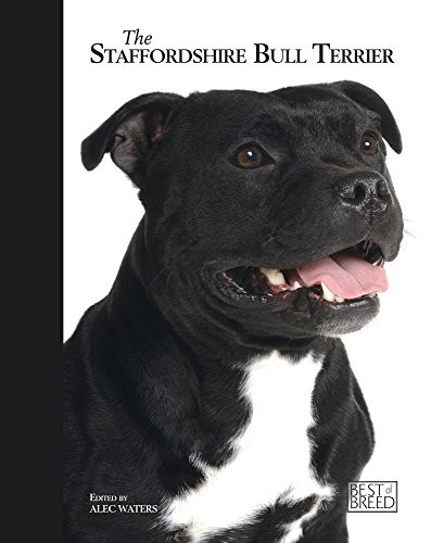 Staffordshire bull terrier - staffordshire,