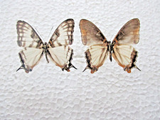 Entomologie Nymphalidae Cyrestis camillus normal et rare aberration Mâle RCA