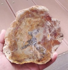 573gr 139x111x20mm tranche polie de bois fossile pétrifié naturel de Madagascar