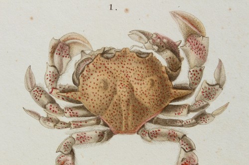 Crustaceans engraving animal - crustaceans,