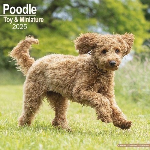 Calendrier 2025 caniche - -,
