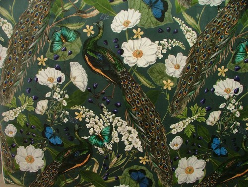 Paon papillons oiseaux - paon,
