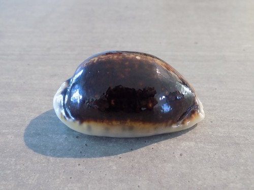 Coquillage new cypraea - coquillage, :