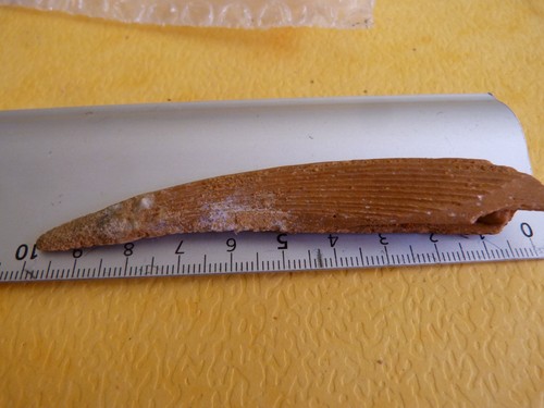 Epine dorsale requin - de,