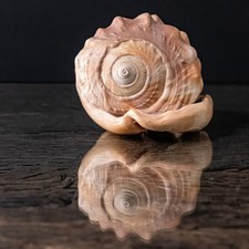 Coquillage Cassis Rufa 13,5 cm Coquille naturelle vintage mer casque rouge