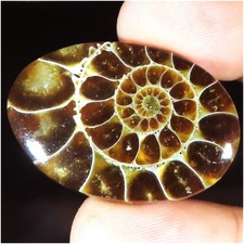 62.25 Cts Naturel Ammonite