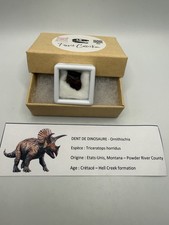Belle Dent De Triceratops