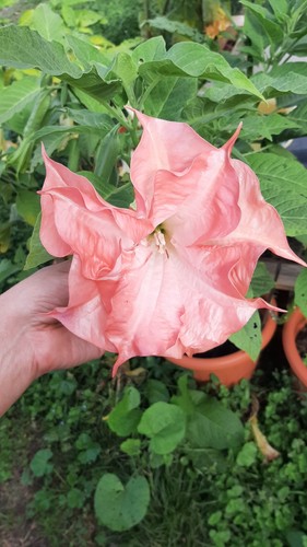 Brugmansia cutting bouture - brugmansia, 8