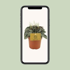 Peperomia Napoli Nights -